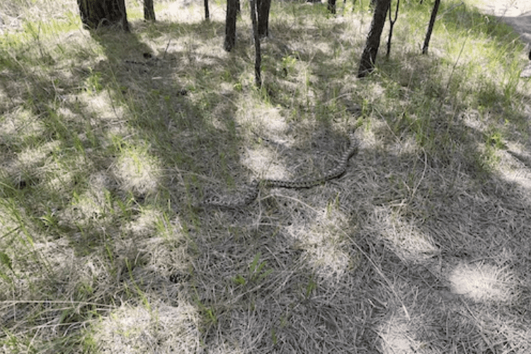 Bull snake on the path of Grace Coolidge Creek trail