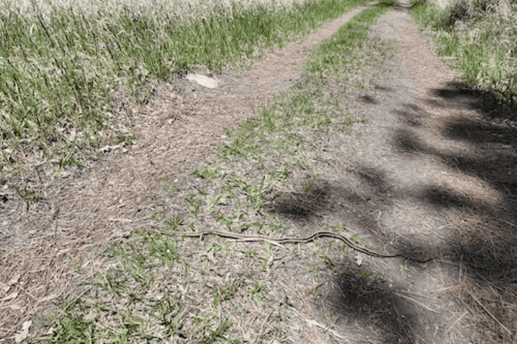 Garter snake on the path of Grace Coolidge Creek trail