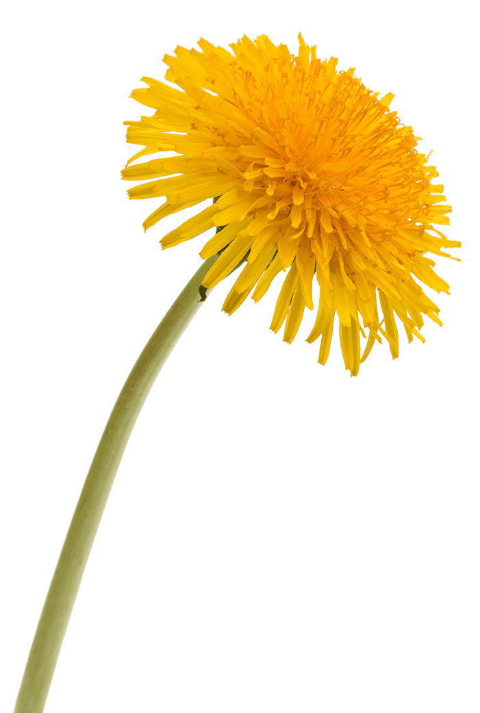 dandilion