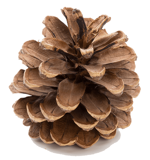 pine cone hikng