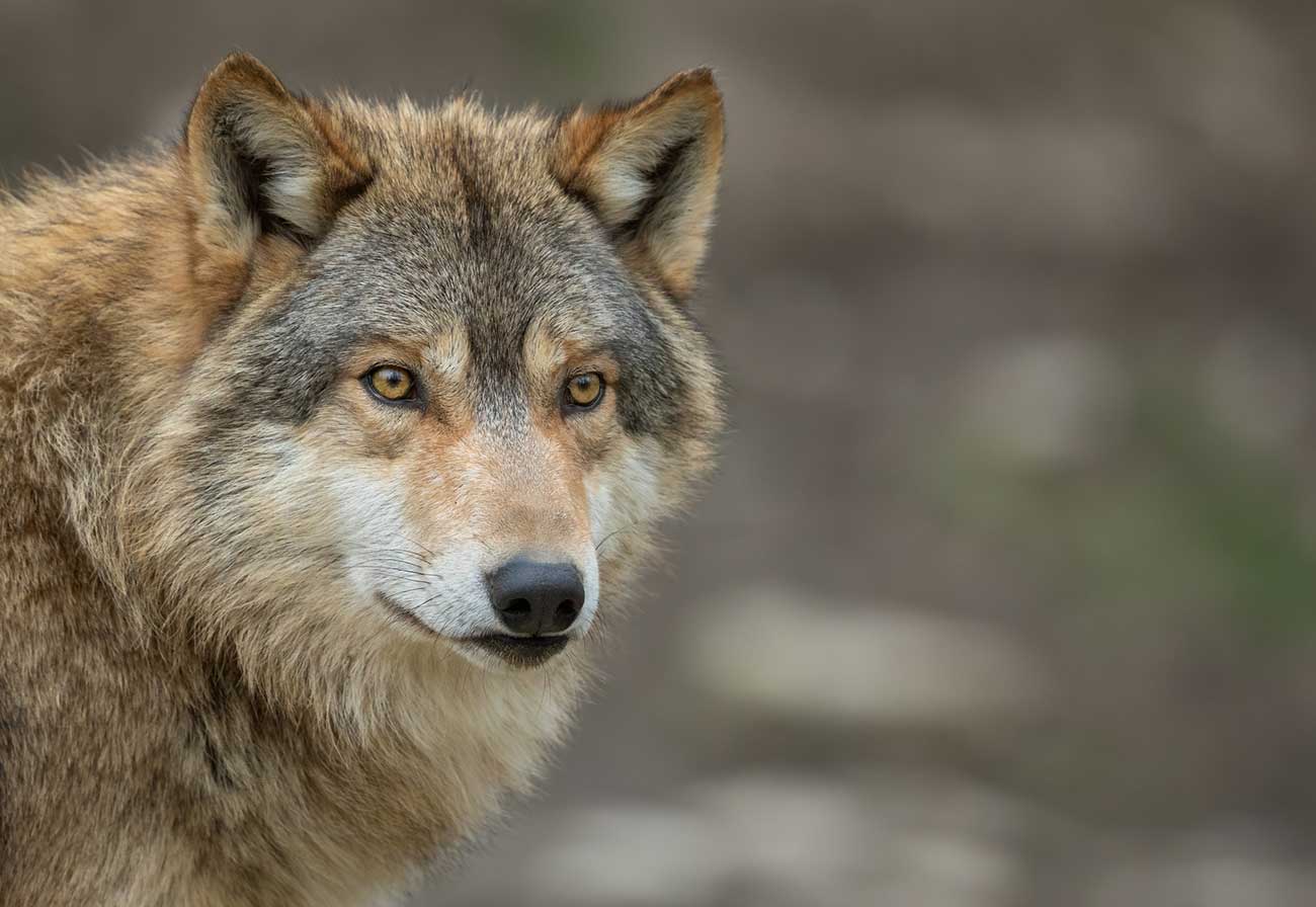 Close up view of a wolf for Wolfpack HR