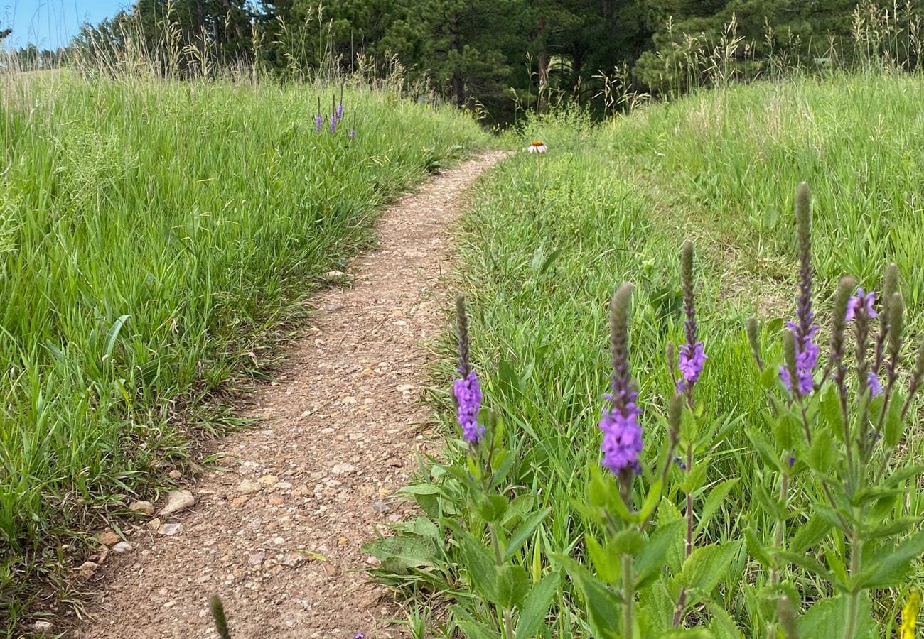 Cold Brook Canyon Flowers Header