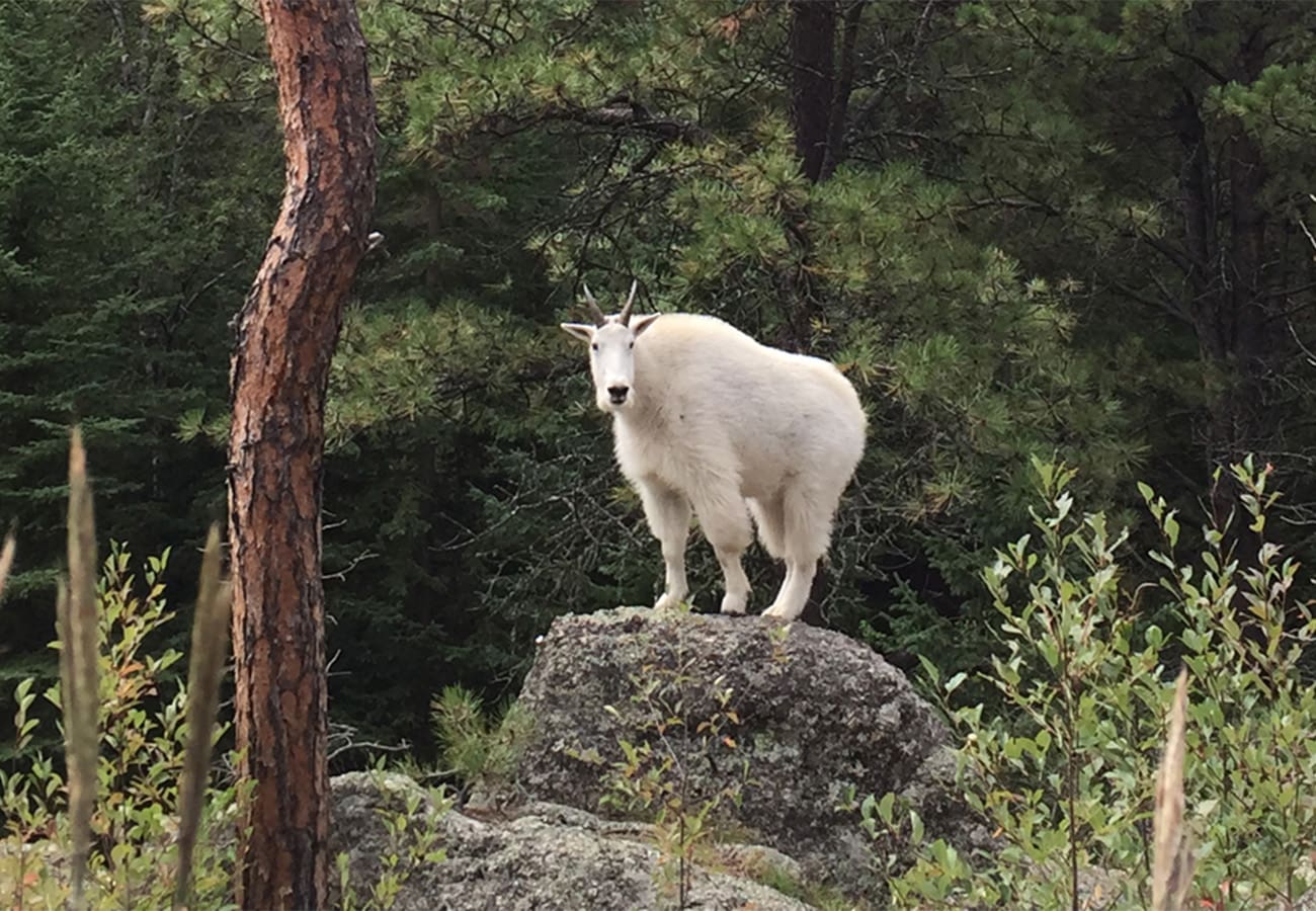 Grizzly Bear Creek Mountain Goat Header