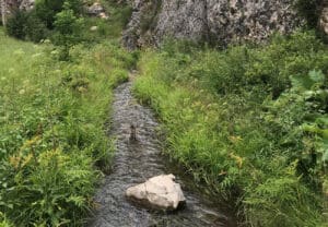 Lookout Point Creek Featured Image