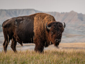 Buffalo standing on the plains of South Dakota with the Badlands in the background, Sacred Storm Buffalo Butcher Shop and Market