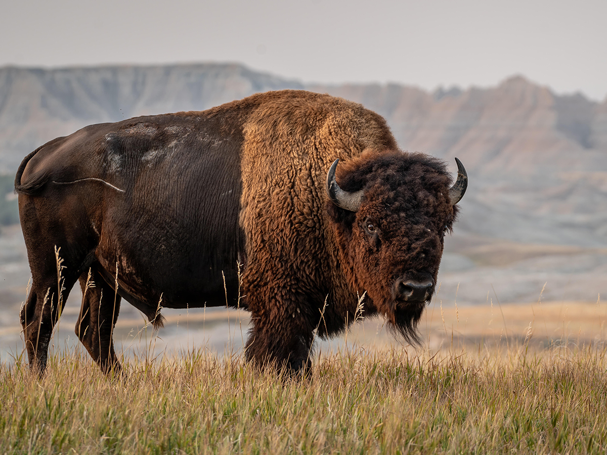 Buffalo standing on the plains of South Dakota with the Badlands in the background, Sacred Storm Buffalo Butcher Shop and Market
