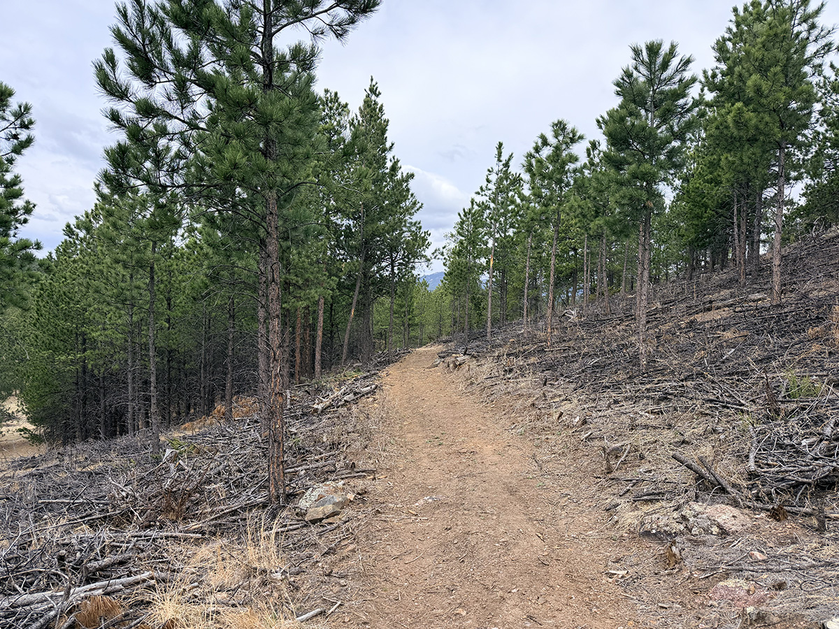 Dirt path along Doran Trail in Custer State Park