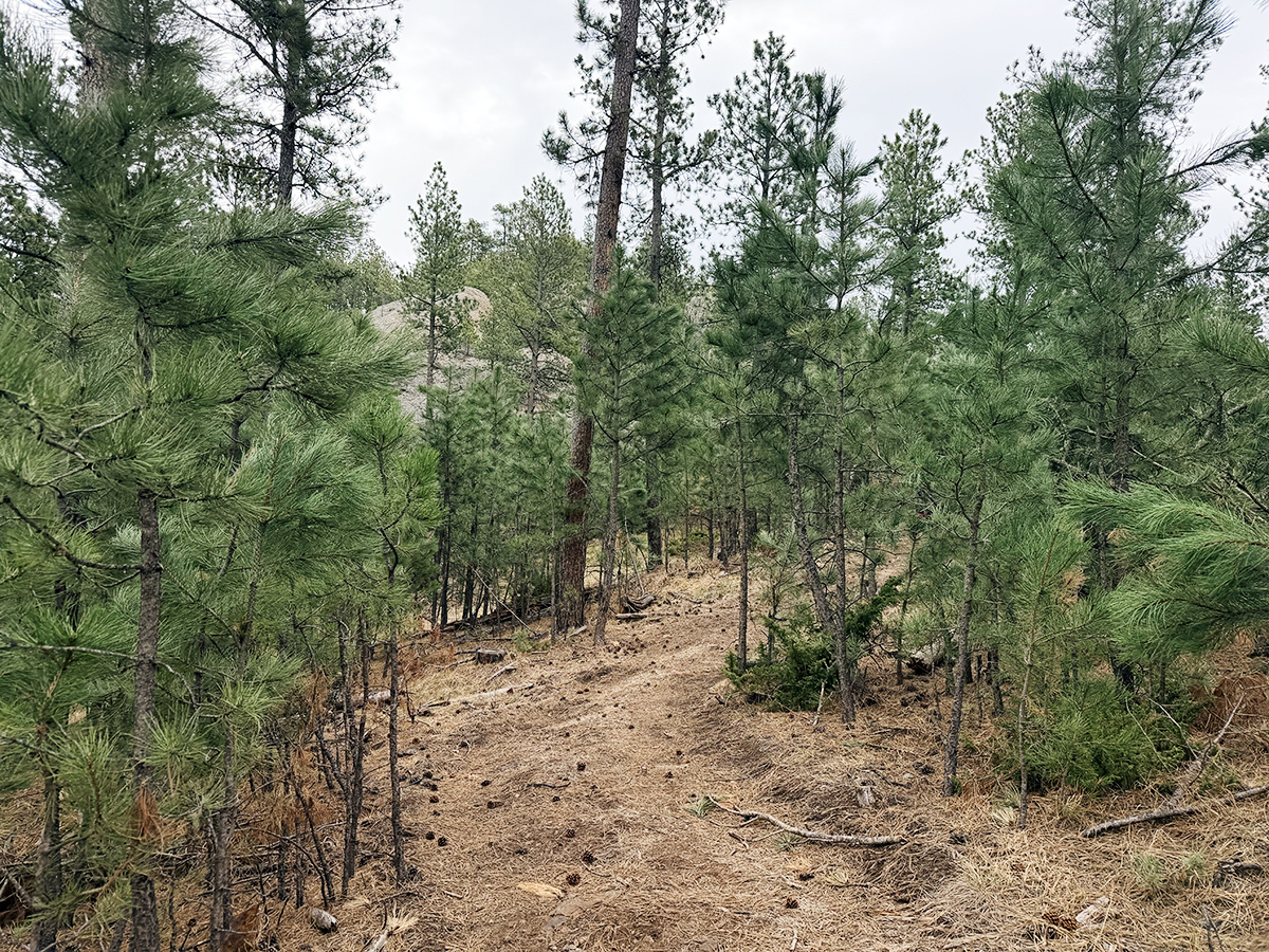 Pine trees and dirt path along Doran Trail in Custer State Park