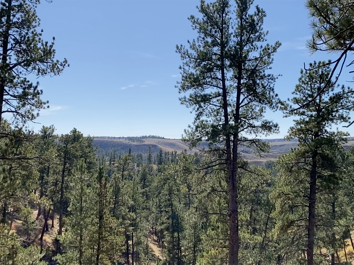 View from Roof Trail, Jewel Cave National Monument