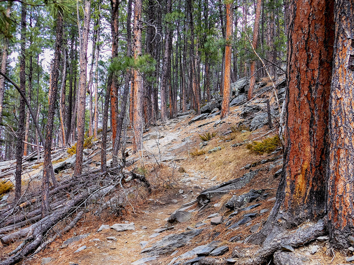Spring Creek Loop Trail near Rapid City, SD trail along rock and pine trees