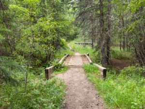 willow creek trail path