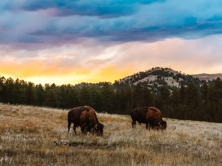 Custer State Park at sunset with two buffalo grazing