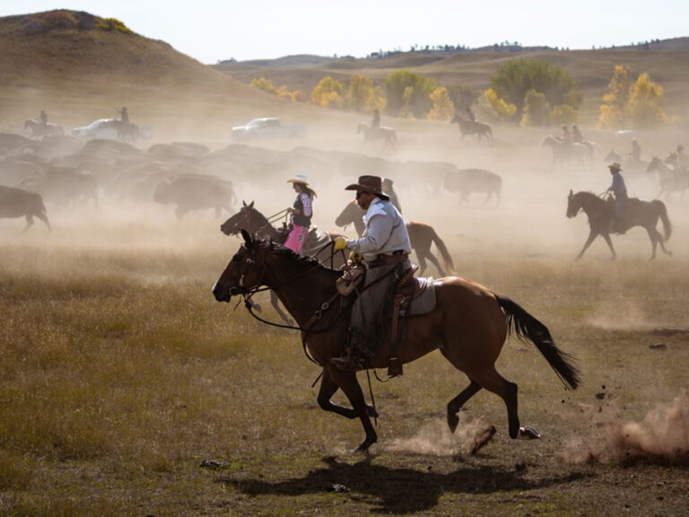 Custer State Park rider on horseback Buffalo Round-up