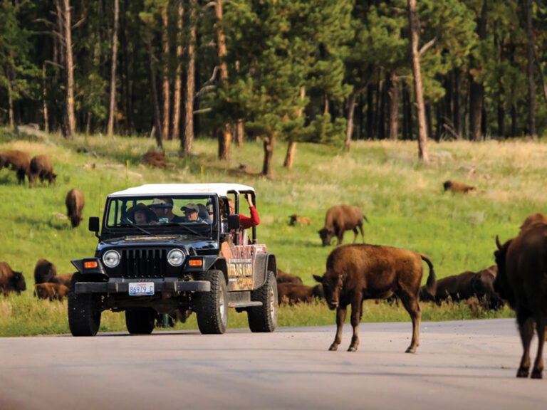 Custer State Park buffalo safari ride