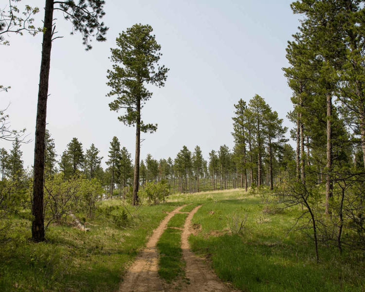 Sturgis Trail #8 - Sturgis Trail System