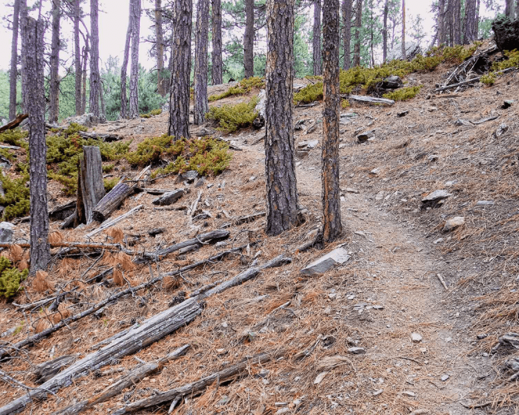 Spring Creek Loop Trail