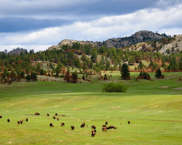 Top 7 Trails in Custer State Park
