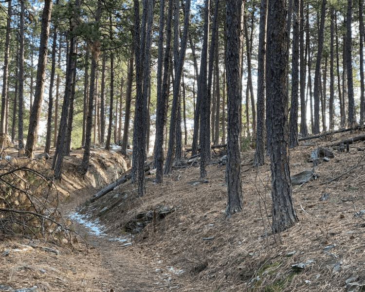 Black Hills Hikes To Beat The Heat