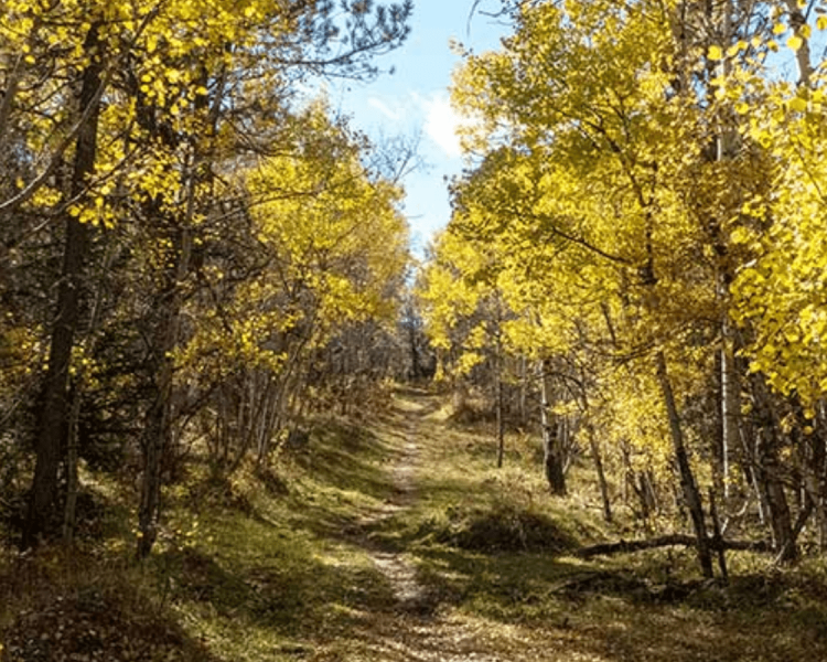 Old Baldy Trail