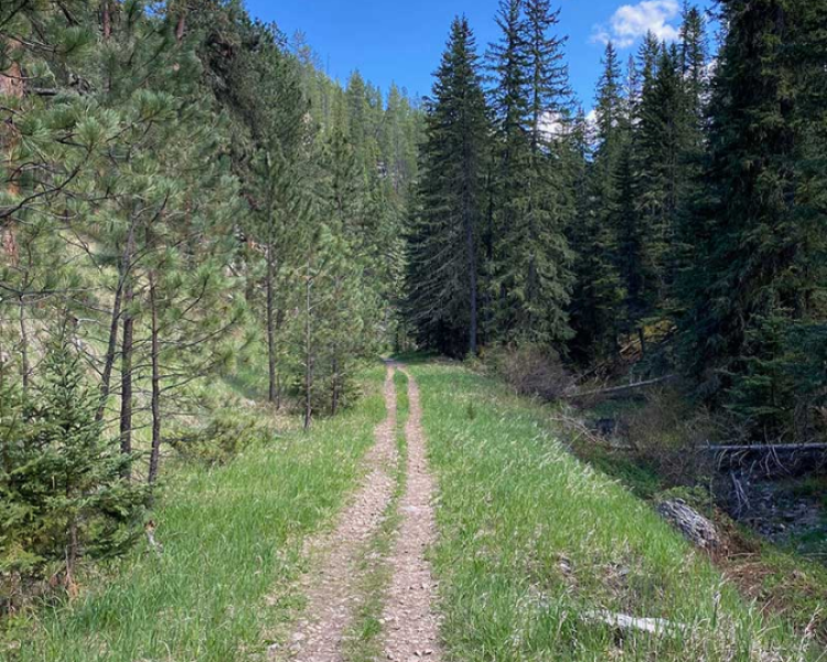 Iron Creek Trail - Northern Hills