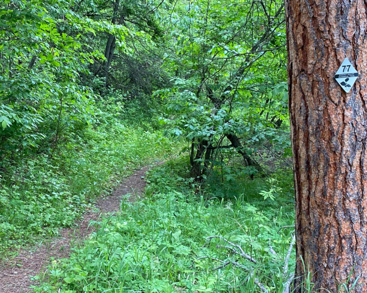 Dugout Gulch Botanical Trail