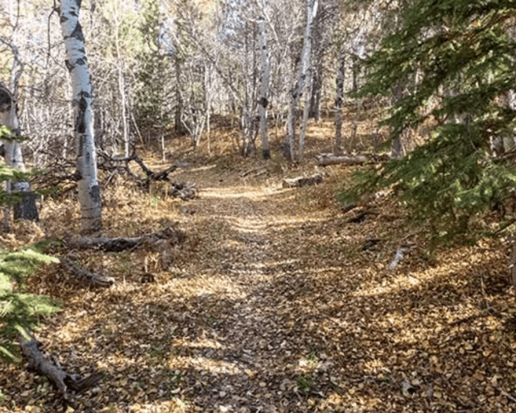 Old Baldy Trail