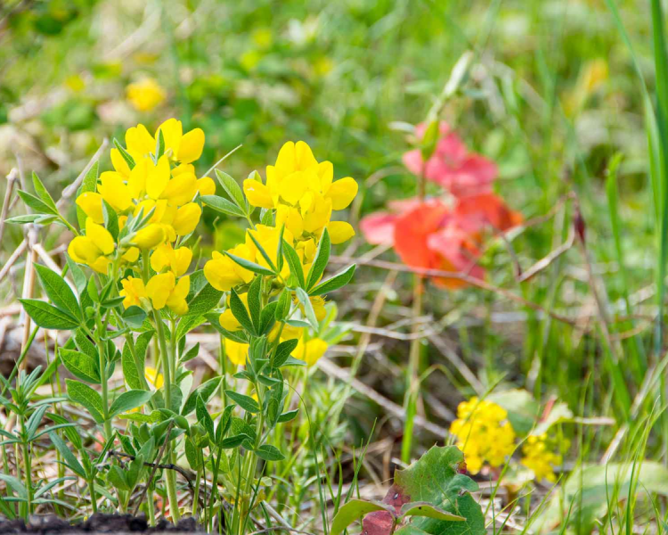 Sturgis Trail #8 - Sturgis Trail System