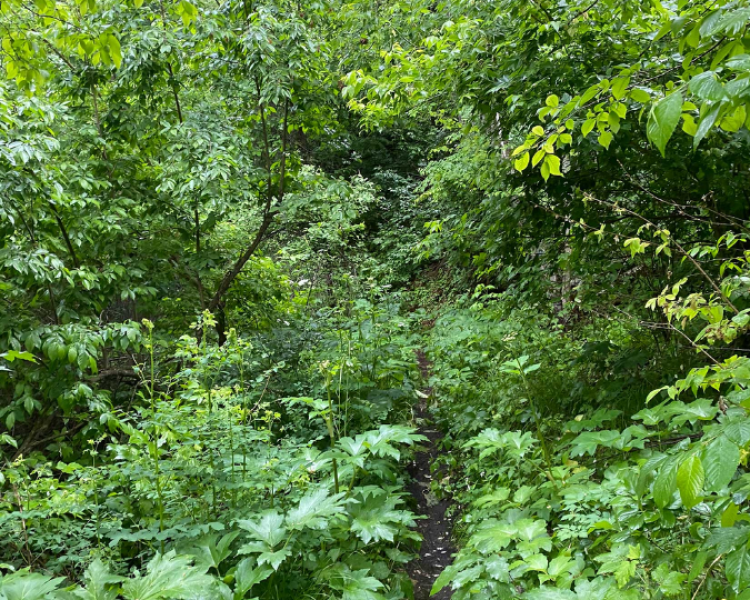 Dugout Gulch Botanical Trail