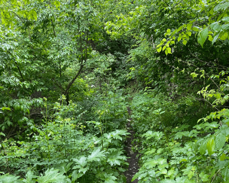 Dugout Gulch Botanical Trail