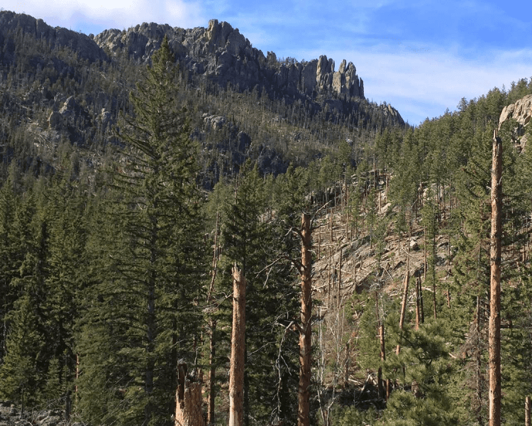 Top 7 Trails in Custer State Park