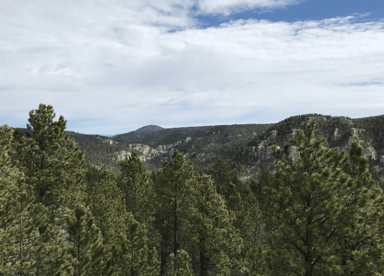 View of the Black Hills forest from the 76 Trail