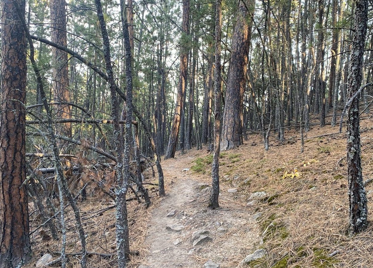 Badger Clark Bent Trees