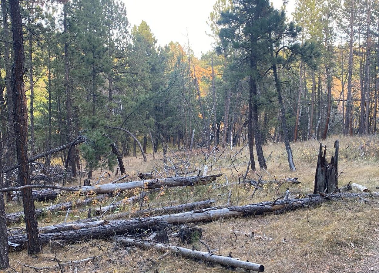 Badger Clark Downed Trees