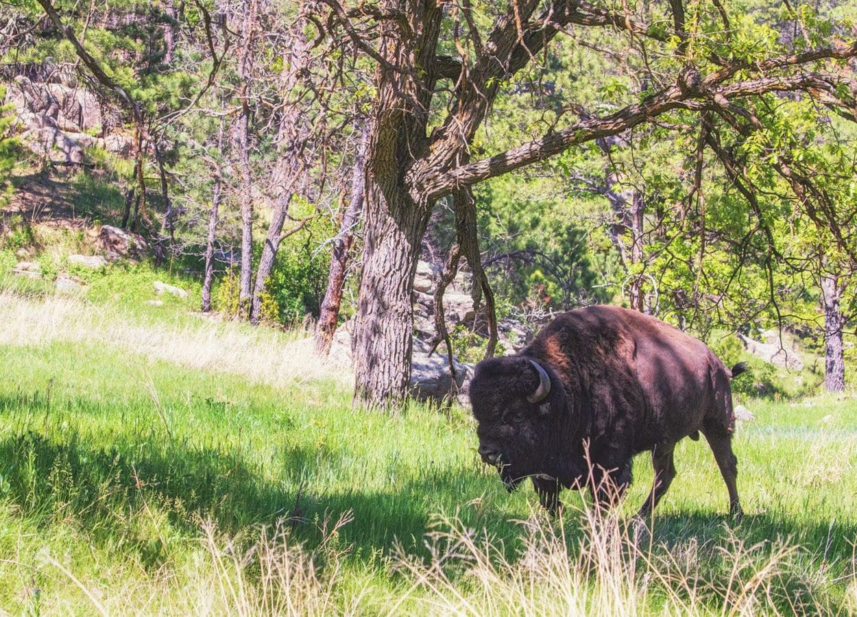 Barnes Canyon Buffalo