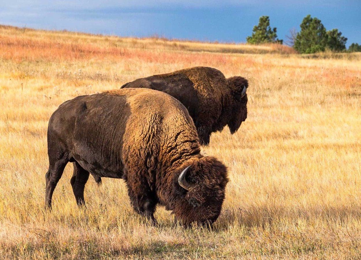 Boland Ridge Buffalos