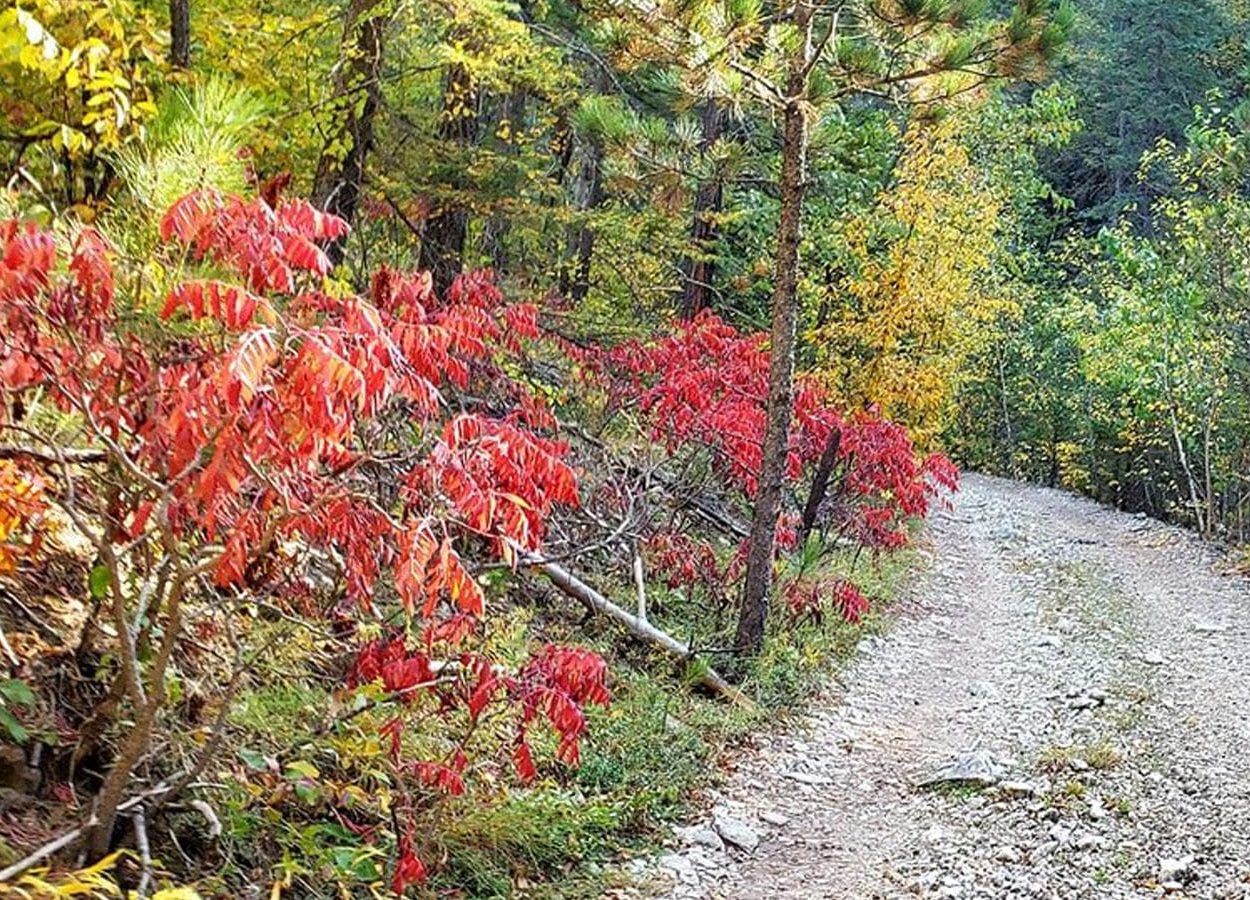 Botany Canyon Red Flowers