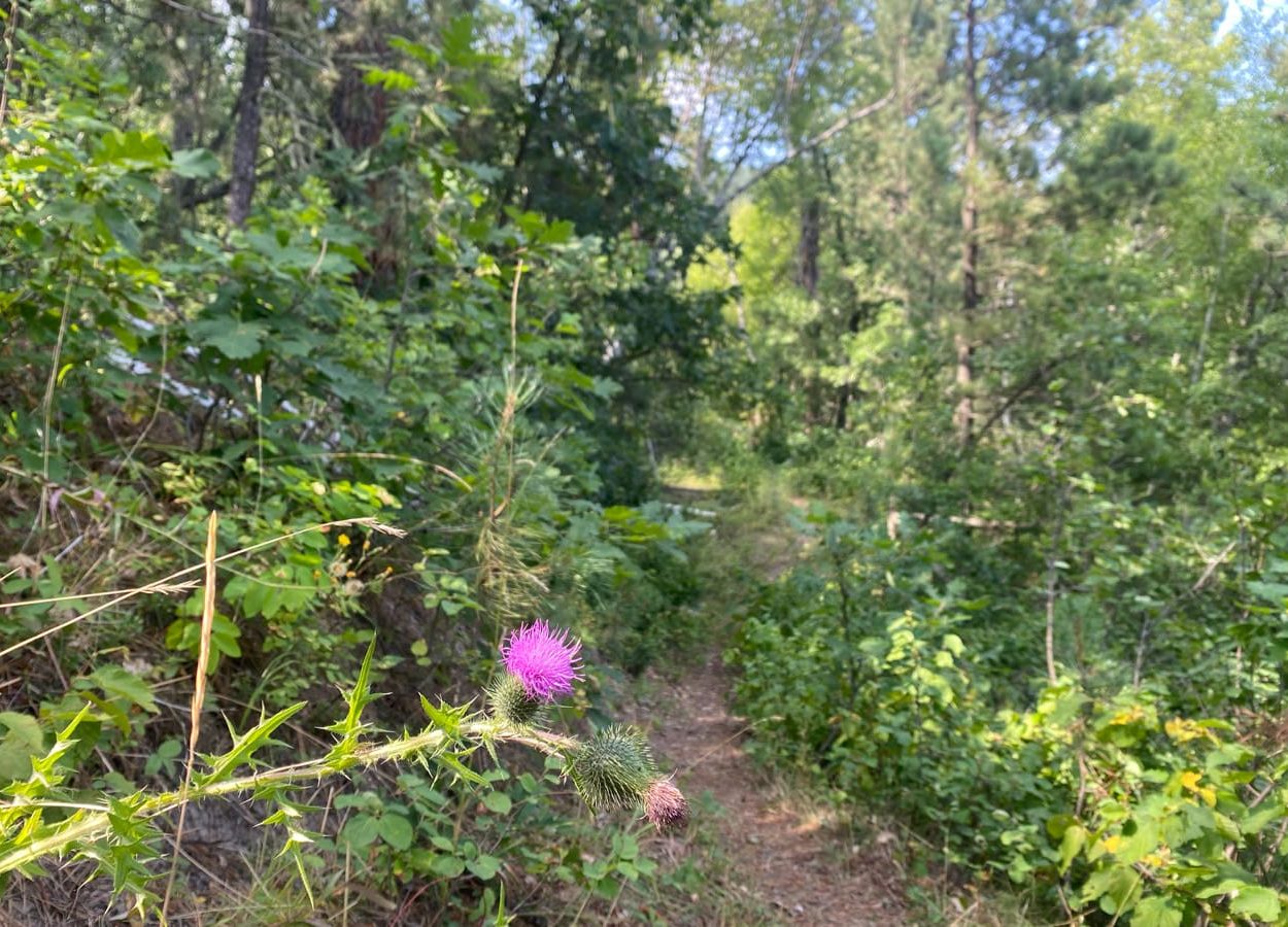 Cliff Swallow Wild Flower