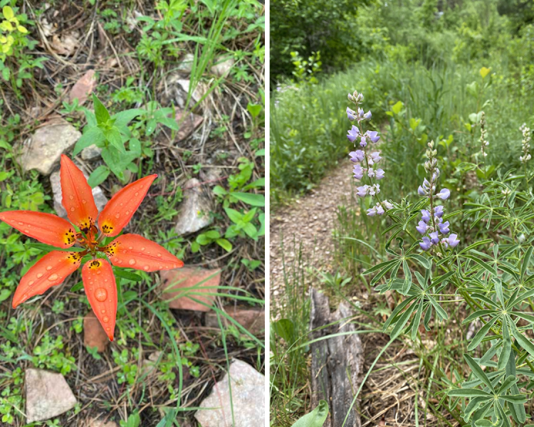 Dugout Gulch Botanical Trail