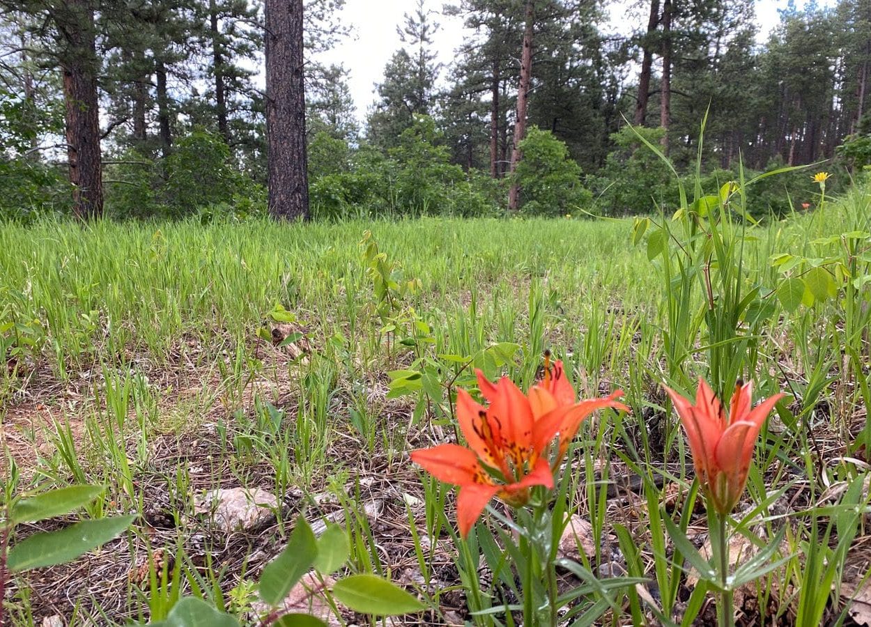 Dugout Gulch Orange Flower