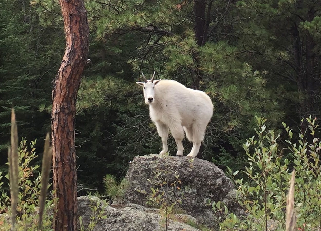 Grizzly Bear Creek Mountain Goat Header
