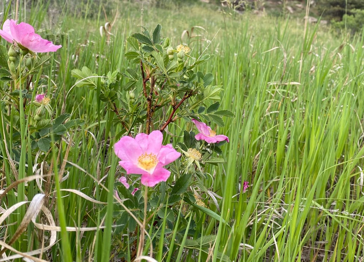 Hanson-Larsen Flower