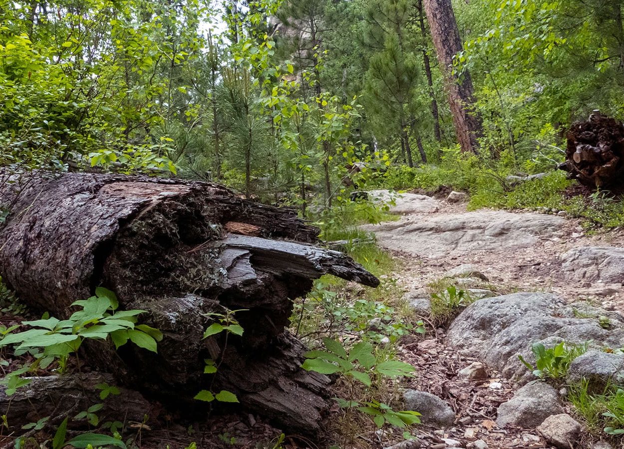 Horsethief Downed Tree Log