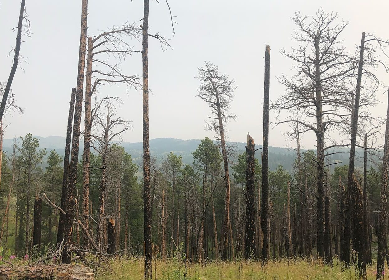 Lovers Leap Dead Trees