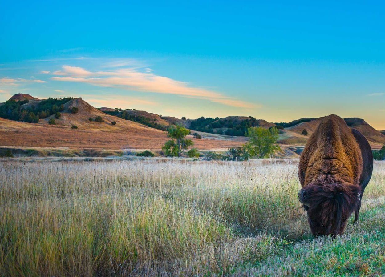 Medicine Root Buffalo Picture