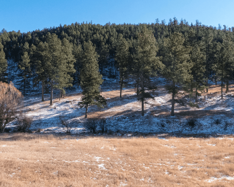 Mickelson Trail - Hill City Trailhead treeline