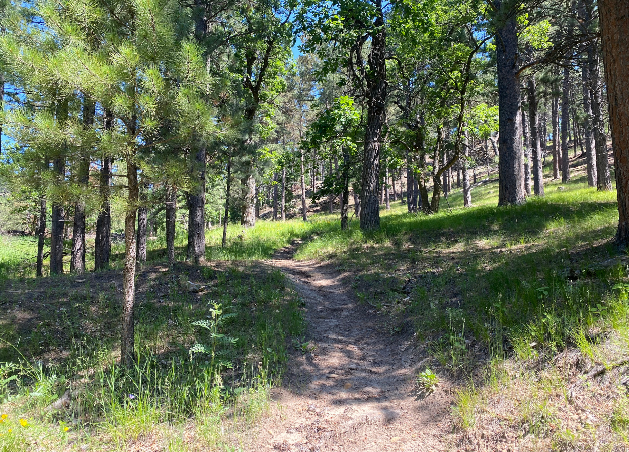 Oak Park Trail Tree Underpass