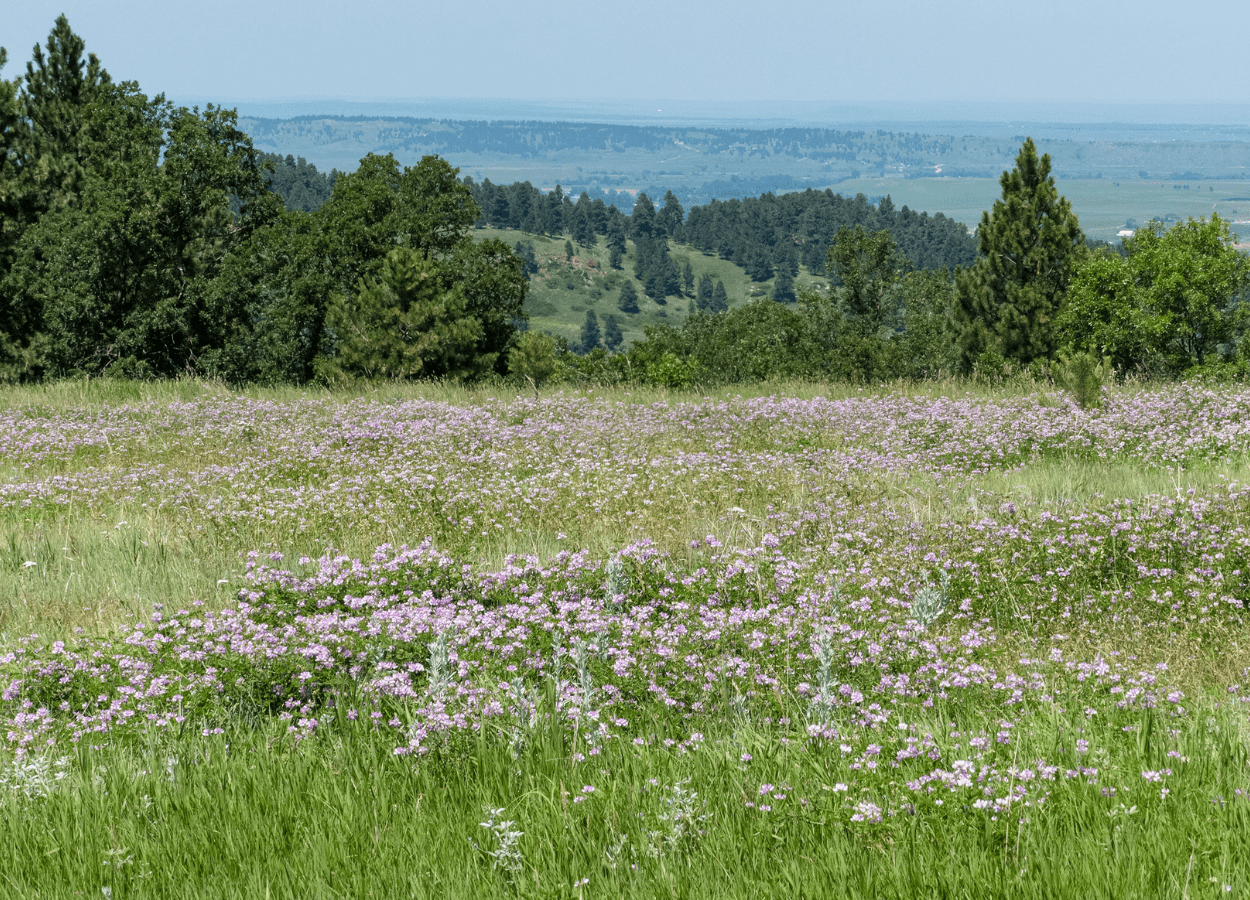 Pony Express Flower Fields
