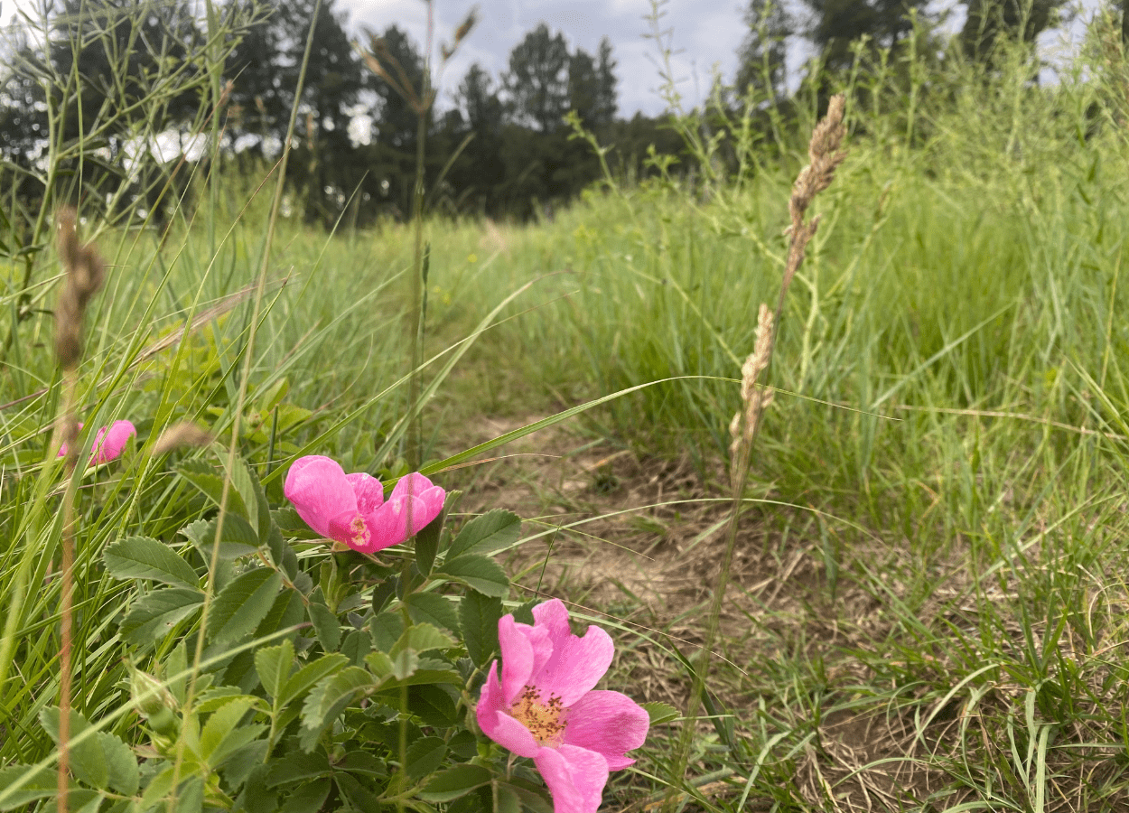 Sanctuary Trail Flower