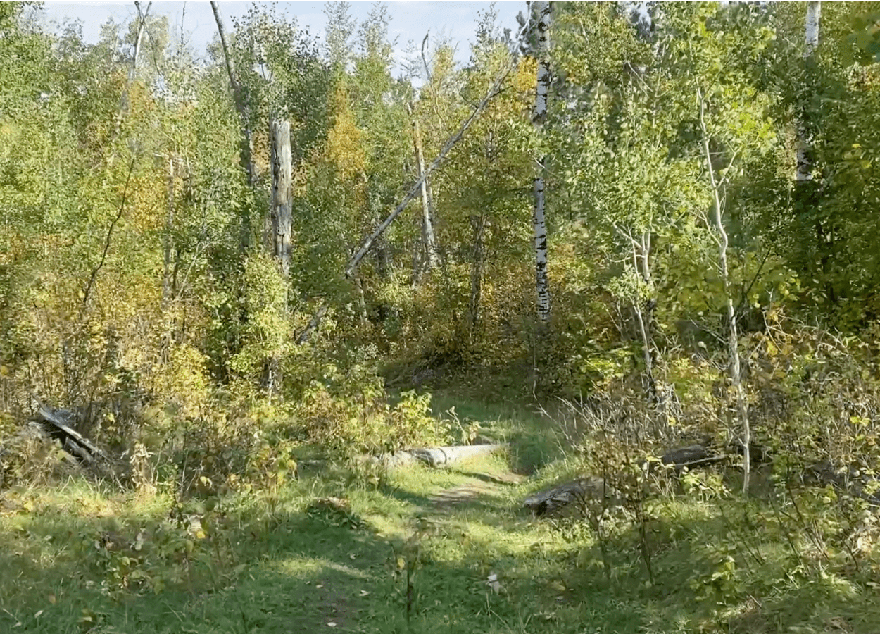 Saint Elmo Peak Forest