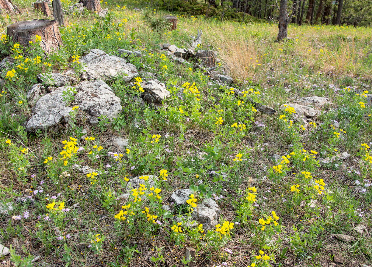 Sturgis Trail System Flowers